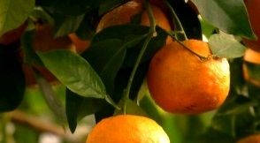 Perrini per gli agricoltori danneggiati dal maltempo Perrini per gli agricoltori danneggiati dal maltempo