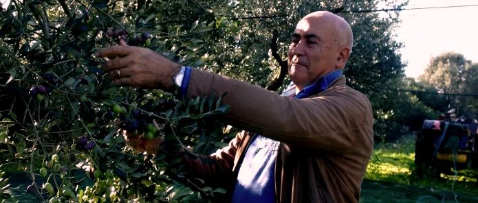 Stefano Caroli: «Difendiamo le colture tradizionali, ma l'olio va pagato il giusto» 