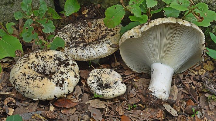 Formare a cercare i funghi Formare a cercare i funghi